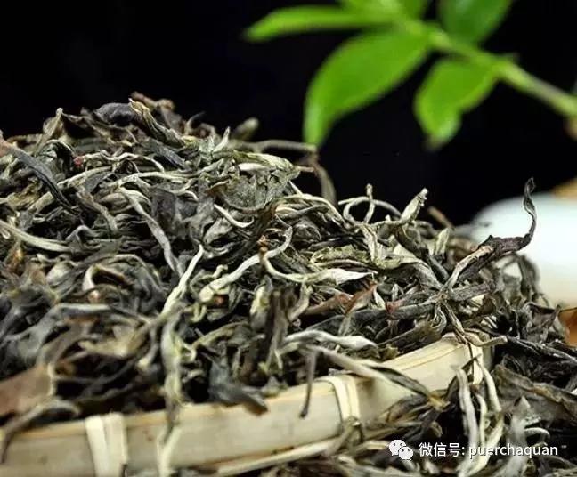 央视调查普洱茶市场：资本炒作过度，古茶树陷